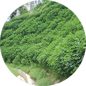 别墅园林